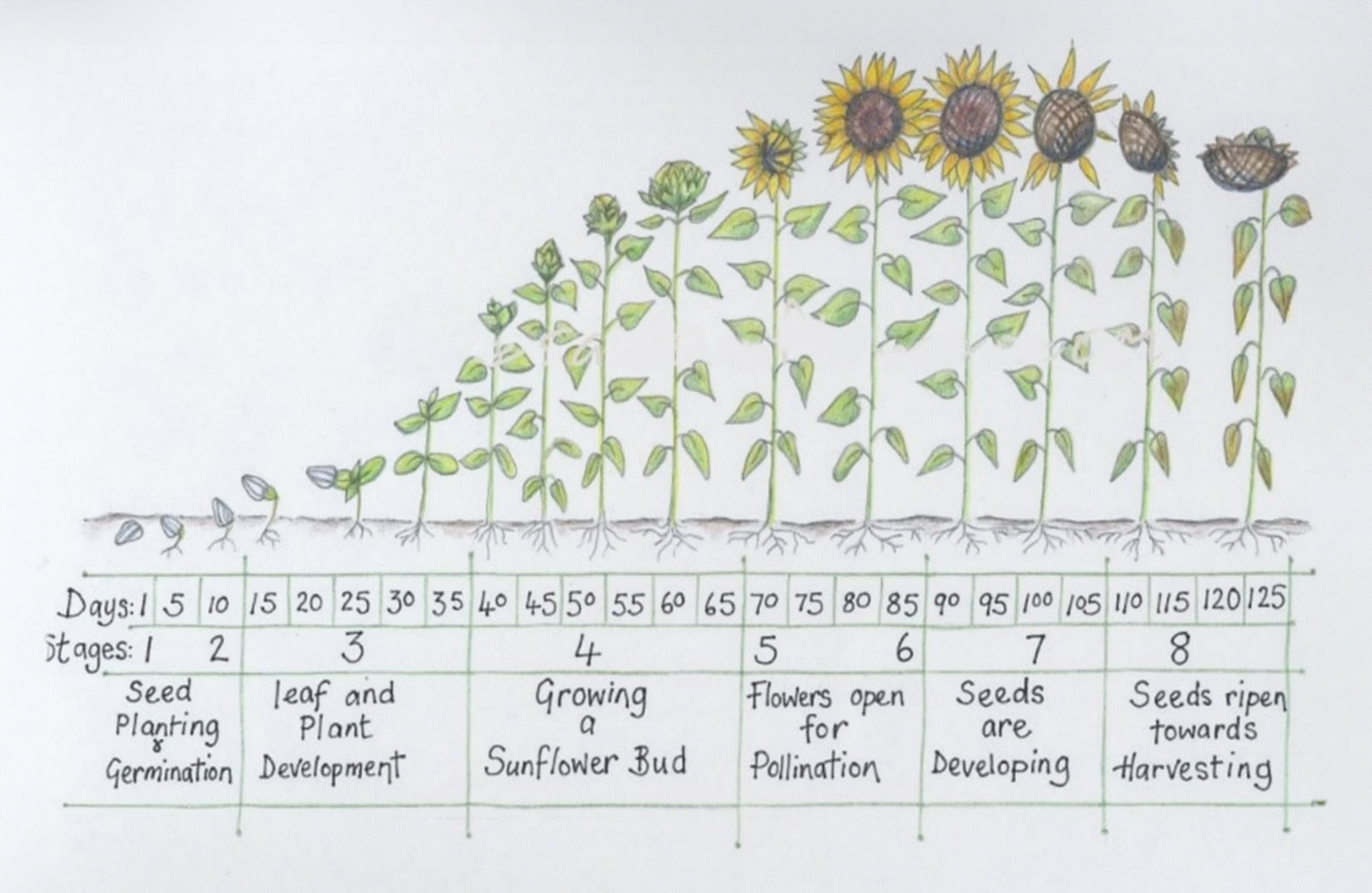 sunflowerlife cycle